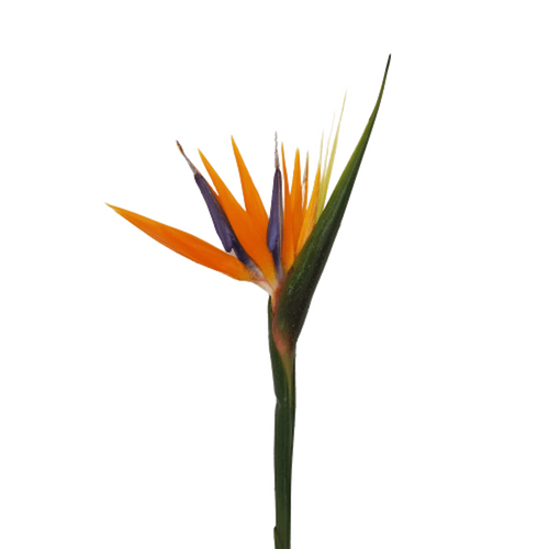 Bird Of Paradise