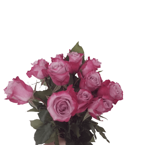 Roses Purple 50Cm