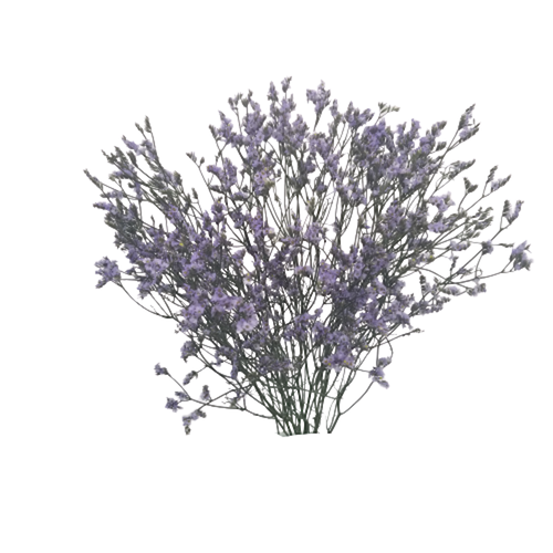 Limonium