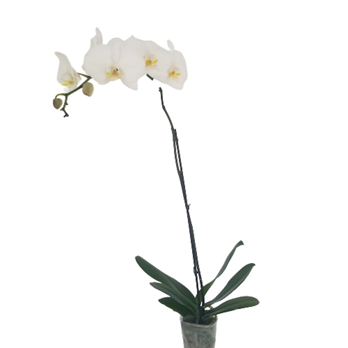 Phalenopsis Plant White