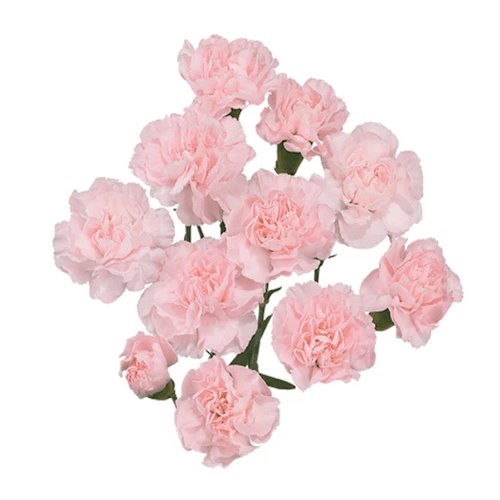 Carnation Mini Light Pink