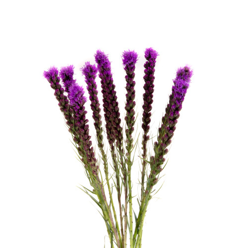 Liatris