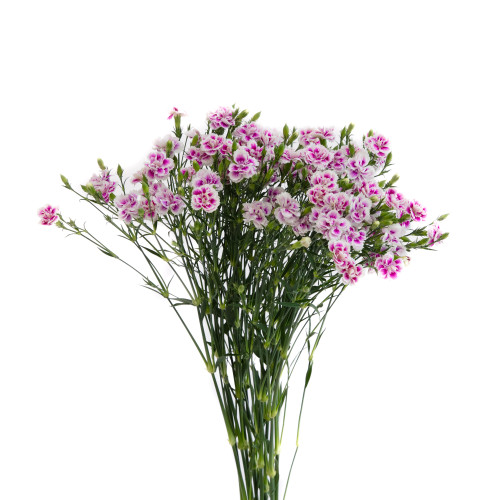 Raffine Pink