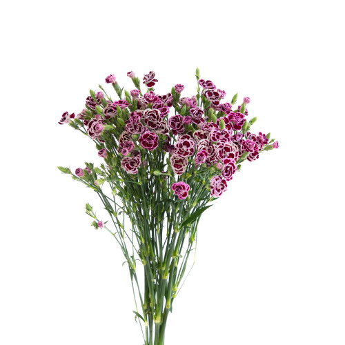 Raffine Purple