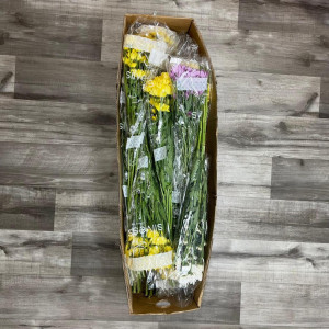Daisy Assorted Box 140 Stems