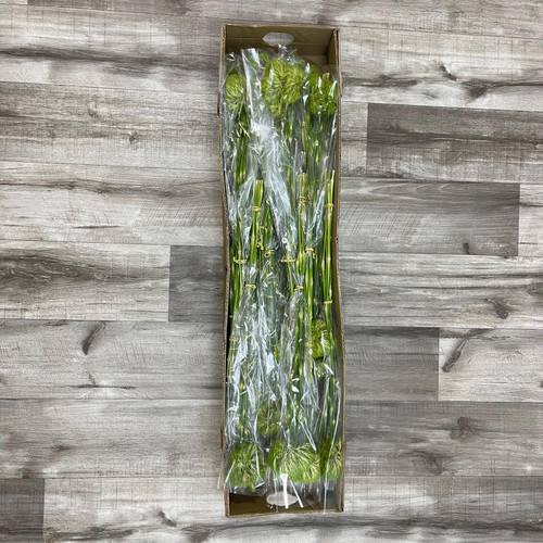 Dianthus Box 120 Stems