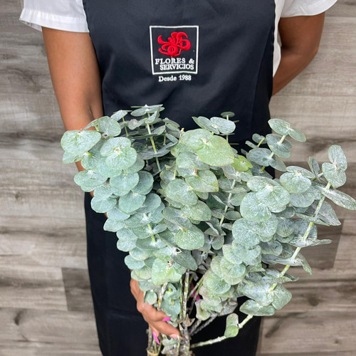 Eucalyptus Baby Box 200 Stems