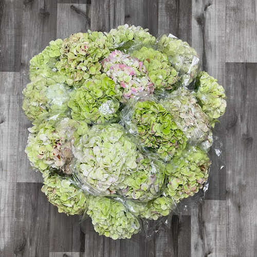 Hydrangea Antique Box 20 Stems