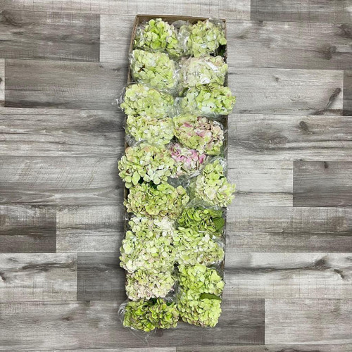 Hydrangea Antique Box 20 Stems