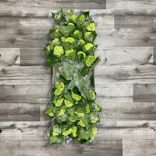 Hydrangea Mini Green Box 60 Stems