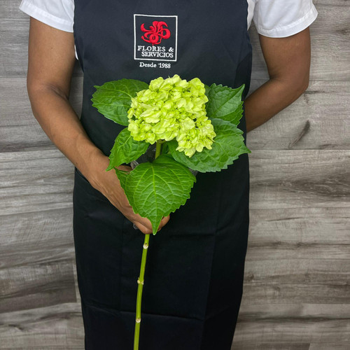 Hydrangea Mini Green Box 60 Stems
