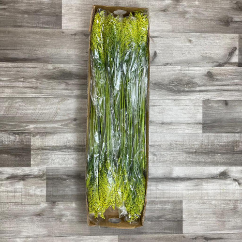 Solidaster Box 180 Stems