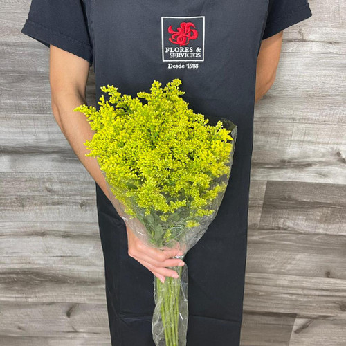 Solidaster Box 180 Stems