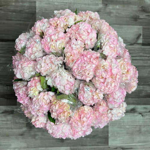 Hydrangea Pink Box 40 Stems