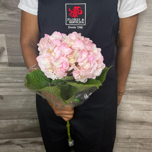 Hydrangea Pink Box 40 Stems