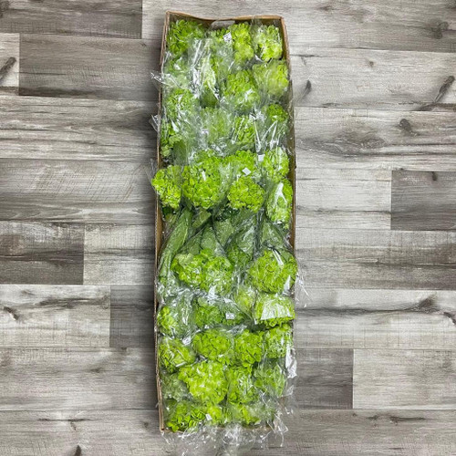 Hydrangea Lime Box 40 Stems