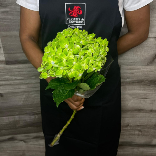 Hydrangea Lime Box 40 Stems