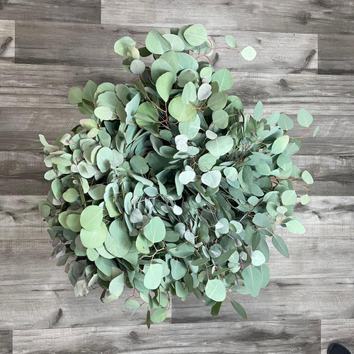 Eucalyptus Silver Dollar Box 20 bunches