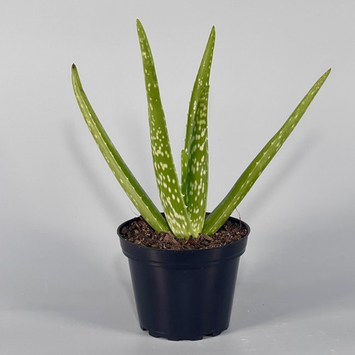 Aloe Vera Plant 4"