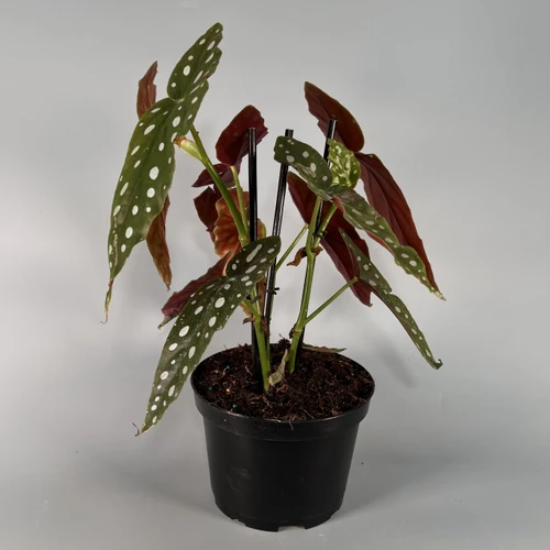 Begonia Maculata Plant 6"