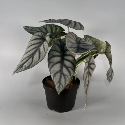 Alocasia Silver Dragon Plant 6"