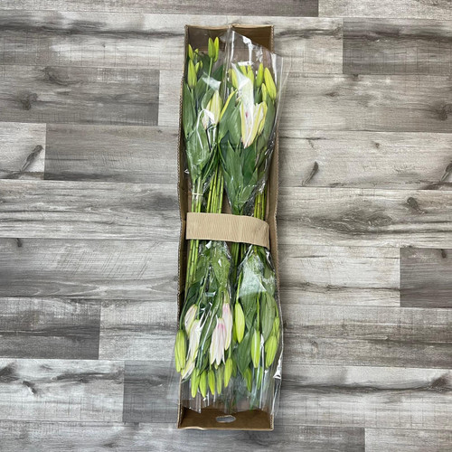 Lily Oriental Assorted Box 40 Stems
