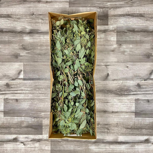 Eucalyptus Seeded Box 25 Bunches