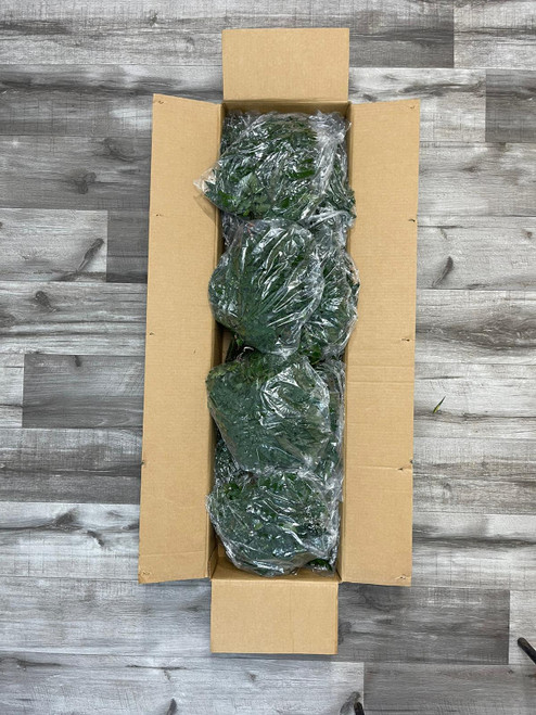 Leather Leaf Box 200 Stems