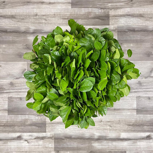 Salal Tip Leaf Box 25 packages