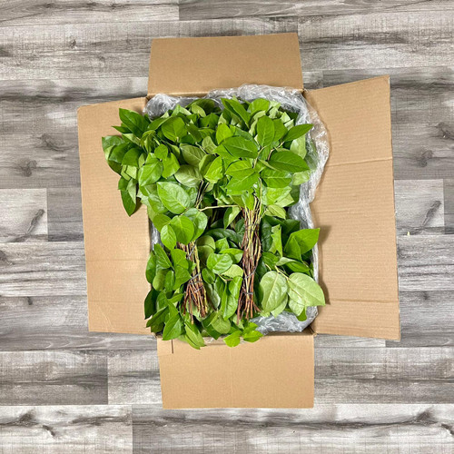 Salal Tip Leaf Box 25 packages