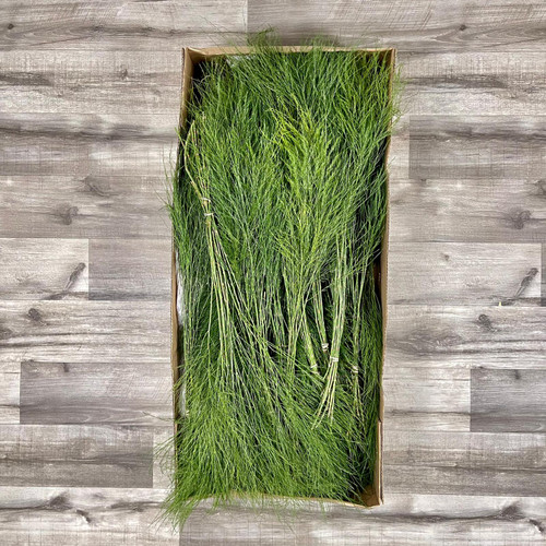 Tree Fern Box 800 Stems