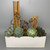 Succulent Arrangement