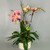 Orchid Bloom