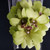 Dendrobium Corsages