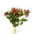 Hypericum Red