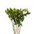Hypericum Green