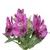Alstromeria (+colors)