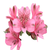 Alstromeria (+colors)