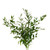 Ruscus Italian