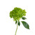 Hydrangea Lime