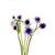 Anemone assorted