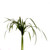 Lily Grass