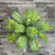 Bell Of Ireland Box 100 Stems