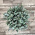 Eucalyptus Baby Box 200 Stems