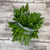 Aspidistra Greenery Box 400 Stems