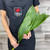 Aspidistra Greenery Box 400 Stems