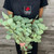 Eucalyptus Silver Dollar Box 20 bunches