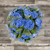 Hydrangea Shocking Blue Box 40 Stems