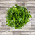 Salal Tip Leaf Box 25 packages