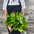 Salal Tip Leaf Box 25 packages